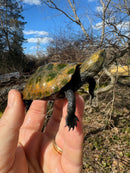 Japanese Pond Turtle 1.3 (Mauremys japonica) (Priced As Group