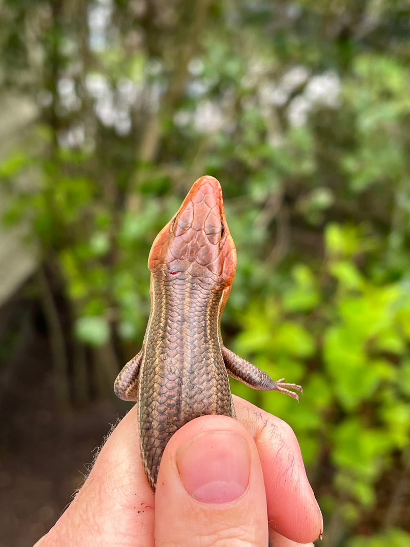 Broad-headed Skinks (Plestiodon laticeps)