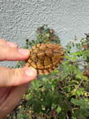 Hypo Stripe-necked Musk Turtle SUB Adult Female