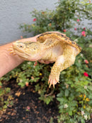 Hypomelanistic Common Snapping Turtle 2024