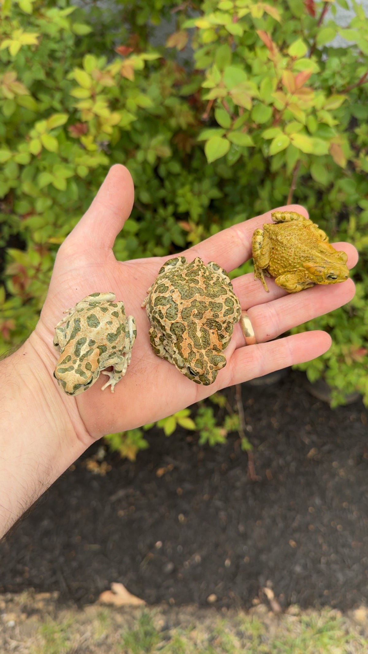 Egyptian Giant Green Toad For Sale | American Reptile Distributors