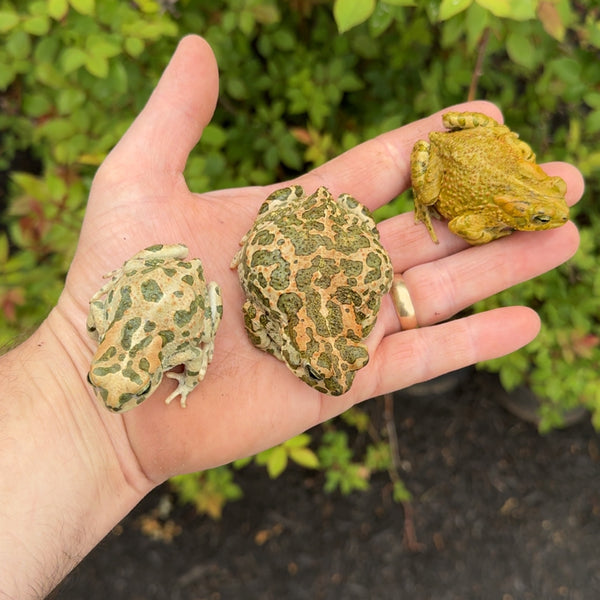 Egyptian Giant Green Toad For Sale | American Reptile Distributors