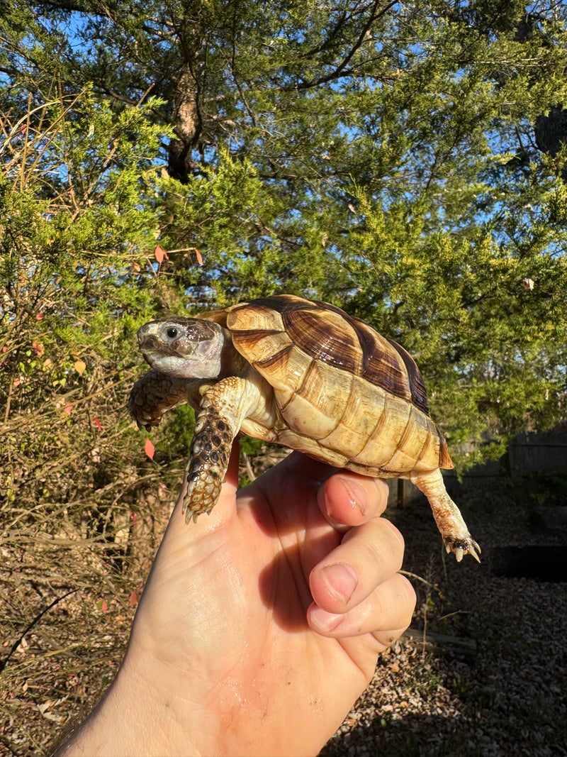 Marginated Tortoise Female