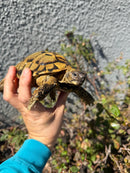 Eastern Hermann's Tortoise Adult Male