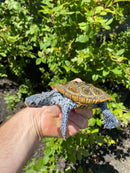 Adult Conentric Diamondback Terrapin Male