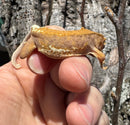Frappucino Crested Gecko Juvenile