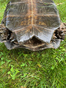 Burmese Black Mountain Tortoise Female