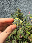 Pastel Clown Yellow Bellied Turtle 2026