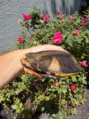 Twist-necked Turtle LTC Female