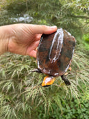 Twist-necked Turtle LTC Female
