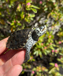 Hi White Concentric Diamondback Terrapin 2025