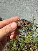 Hi Color Eastern Box Turtle Baby