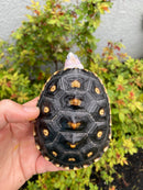 Ornate Diamondback Terrapin Female