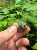 Paradox Albino Florida Snapping Turtle 2024