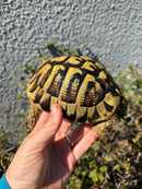 Eastern Hermann's Tortoise Adult Male