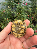Pancake Tortoise Baby 2026