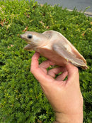 "Paradox" Fly River Turtle Juvenile (Carettochelys insculpta)