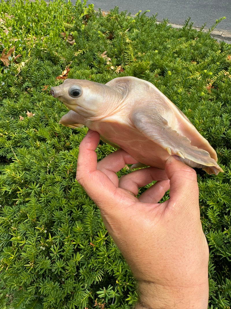 "Paradox" Fly River Turtle Juvenile (Carettochelys insculpta)