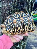 Indian Star Tortoise 2019