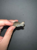 Concentric Diamondback Terrapin 2023 (Malaclemys terrapin)