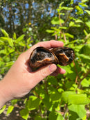 Loggerhead Musk Turtle Adult Pair