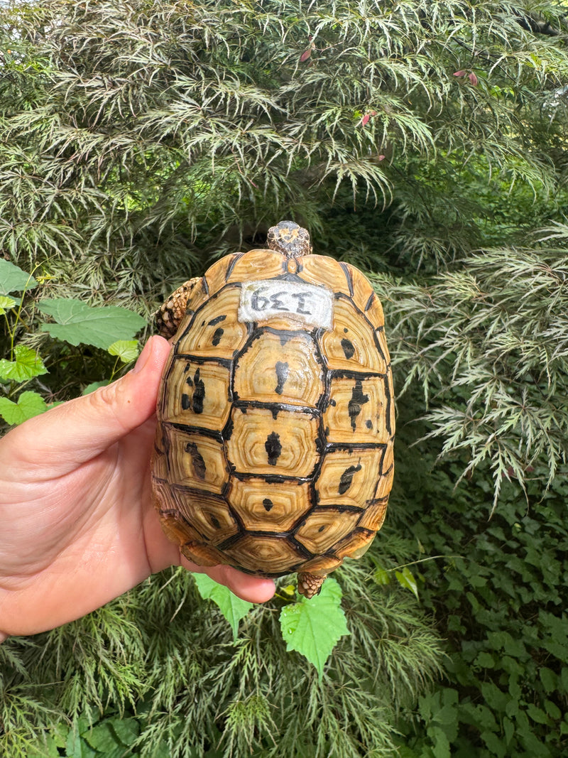 Libyan Greek Tortoise Adult Male