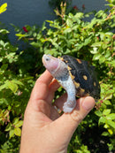 Ornate Diamondback Terrapin Female