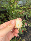 Albino Mississippi Map Turtle Baby