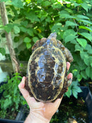 Homes Hinge-back Tortoise Adult Pair