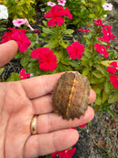 Hi Orange Vietnamese Black Breasted Leaf Turtle Baby