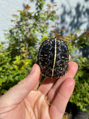 HI YELLOW Florida Box Turtle