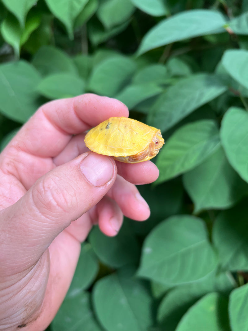 Paradox Albino Red Eared Slider Turtle  2024