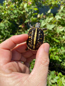 HI YELLOW Florida Box Turtle
