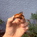 Vietnamese Three-striped Box Turtle