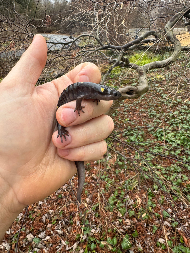 Spotted Salamanders (Ambystoma maculatum)