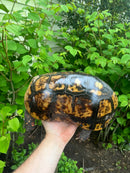 HI COLORED Suriname Red Foot Tortoise Adult Pair 6 (Chelonoidis carbonaria)