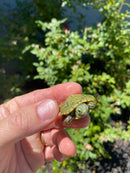 Mitch Clown Red Eared Slider Turtle