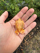 Mutant  Pacman Frog