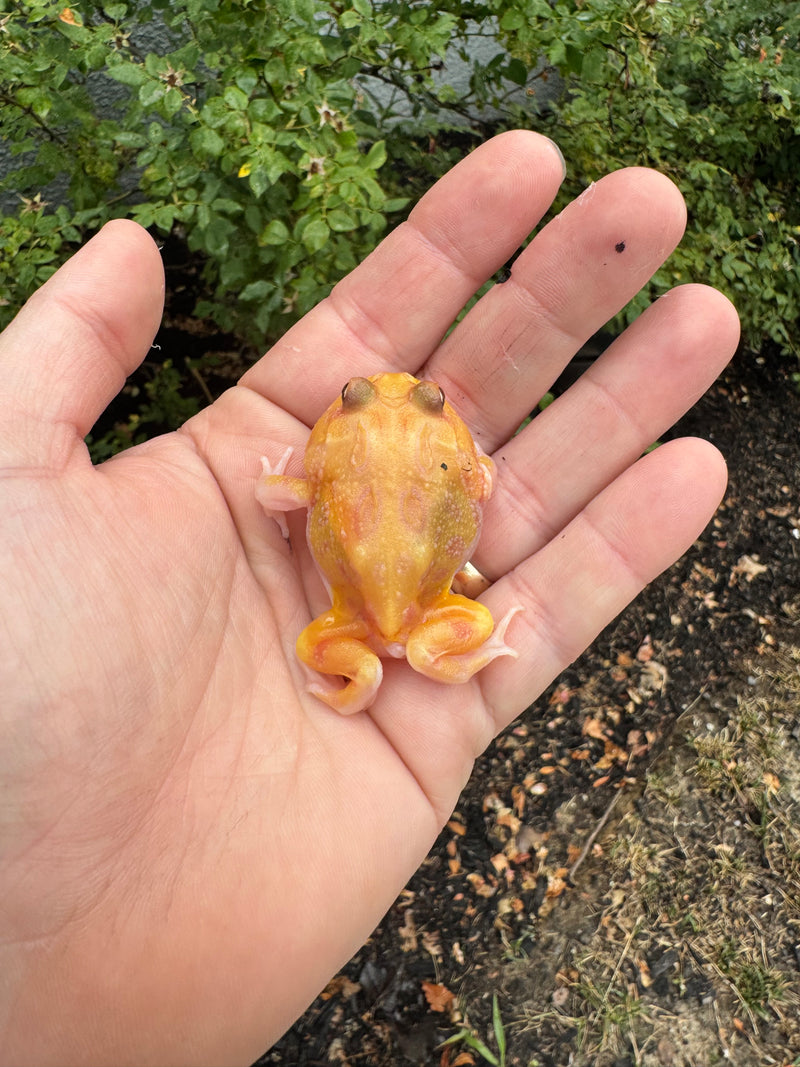Mutan Pacman Frogs For Sale | American Reptile Distributors