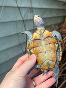 Ornate Diamondback Terrapin Female