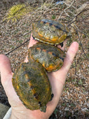 Japanese Pond Turtle 1.3 (Mauremys japonica) (Priced As Group