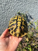 Eastern Hermann's Tortoise Adult Male