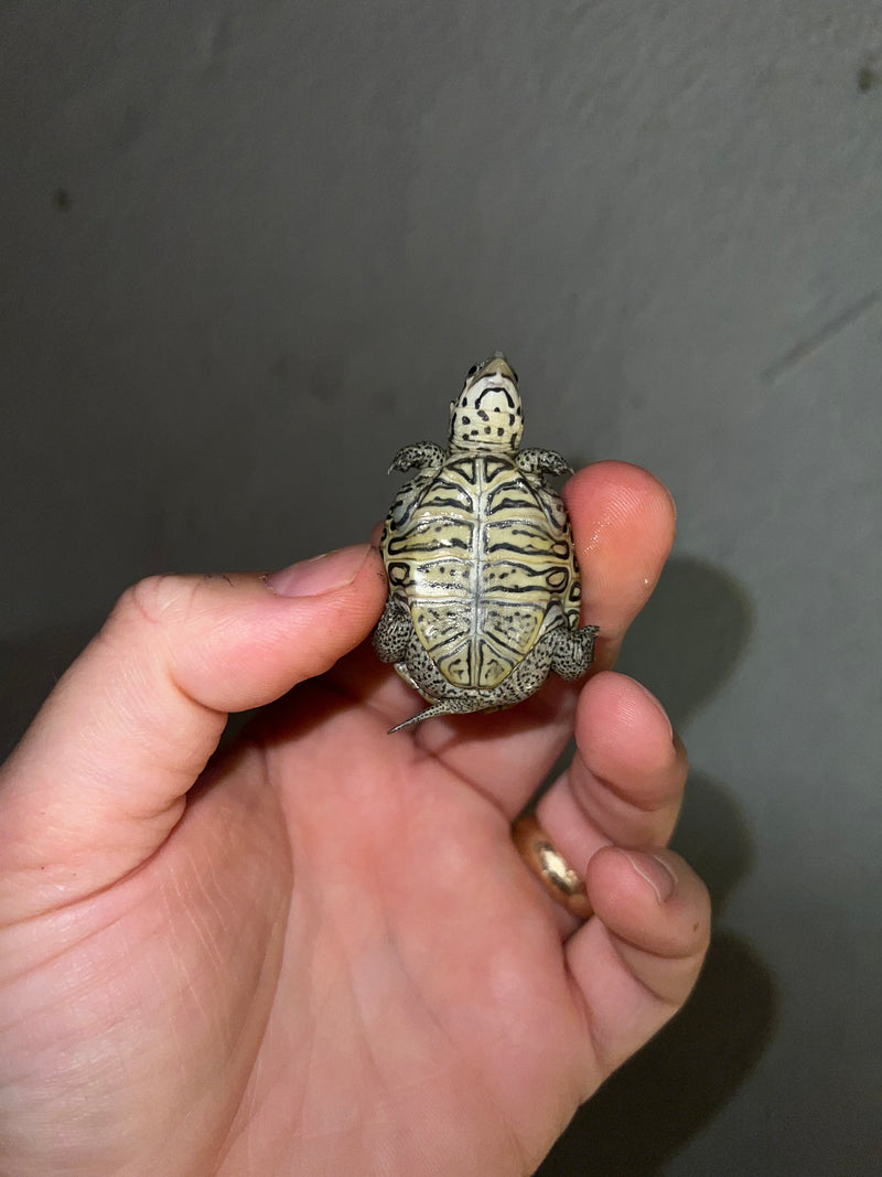 Hi White Concentric Diamondback Terrapin 2023