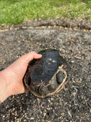 Melanistic Reeves Turtles Adult Pair