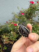 HI YELLOW Florida Box Turtle