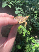 Pancake Tortoise Baby