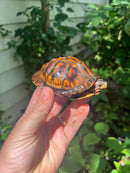 Gulf Coast Box Turtle 2021 Female
