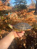 Pastel Clown Red Eared Slider Turtle Breeder Male