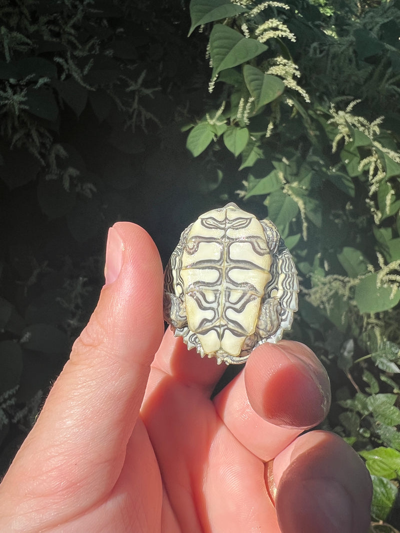 Cagle's  Map Turtle Baby (Graptemus caglei)