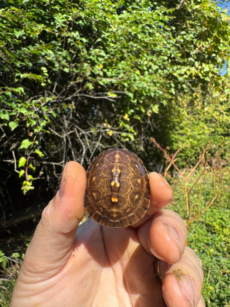 Hi Color Orange Baby Eastern Box Turtle